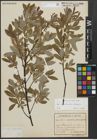Foto von Salix appendiculata Vill. x Salix eleagnos Scop.
